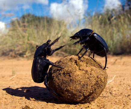 Two dung beetles fighting over a dung ball.