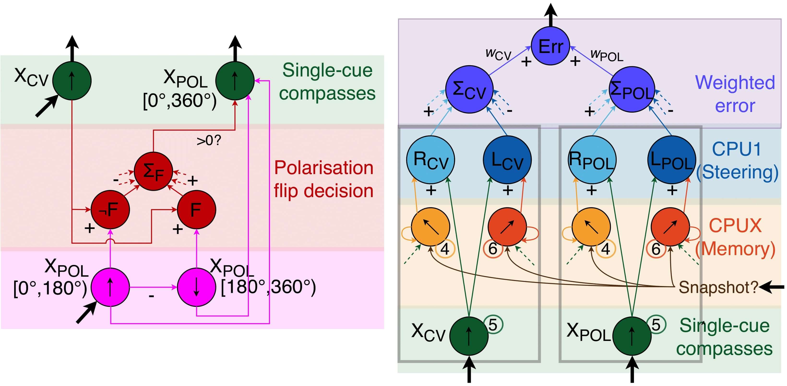 
      CX model extensions, including polarisation flip decision and weighted
      cue integration.
    